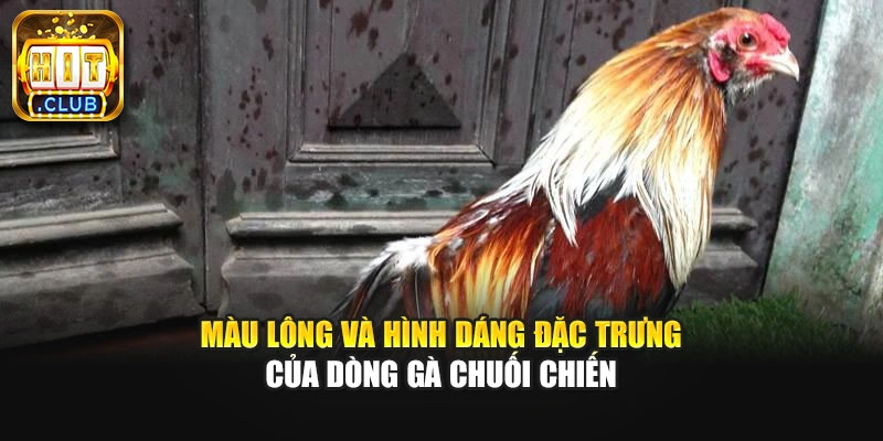 Màu lông và hình dáng đặc trưng của dòng gà chuối chiến